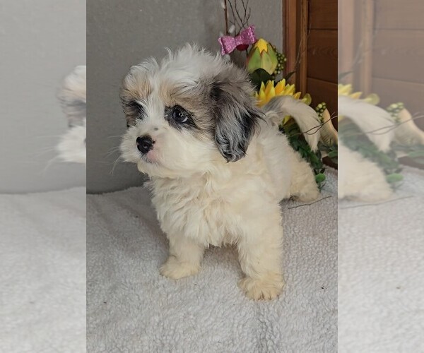 Medium Photo #2 Peke-A-Poo Puppy For Sale in JASONVILLE, IN, USA