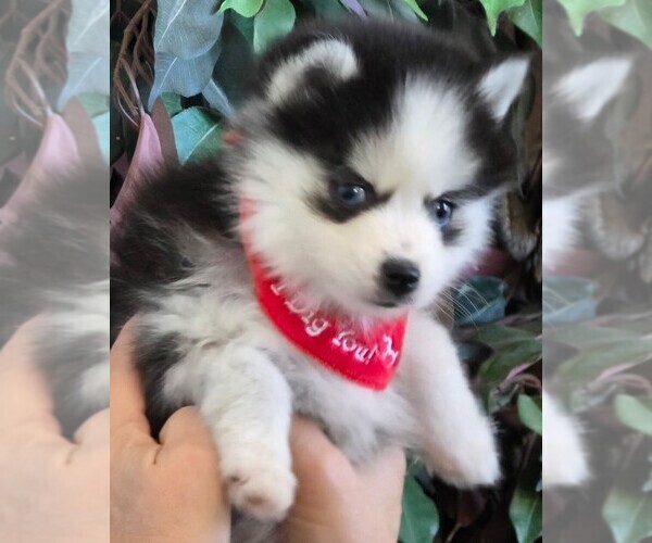Medium Photo #8 Pomsky Puppy For Sale in DELAWARE, OH, USA
