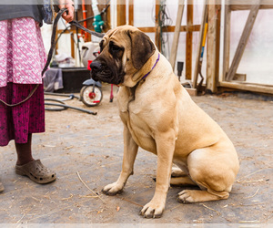 Mastiff Puppy for sale in WAKARUSA, IN, USA