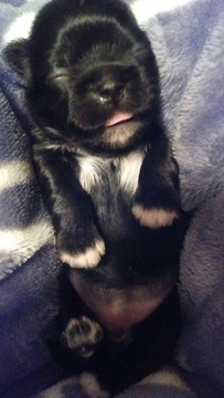 Medium Photo #1 Shih Tzu Puppy For Sale in SAN MARCOS, TX, USA