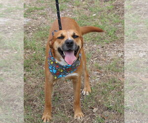 Black Mouth Cur-Labrador Retriever Mix Dogs for adoption in Bandera, TX, USA