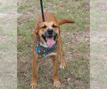 Small Black Mouth Cur-Labrador Retriever Mix