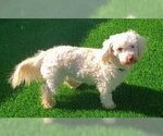 Small Photo #1 Maltese-Poodle (Standard) Mix Puppy For Sale in Fremont, CA, USA