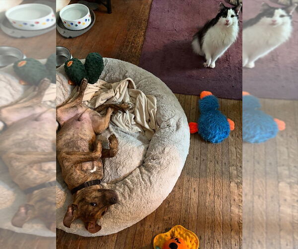 Medium Photo #7 Mutt Puppy For Sale in Philadelphia, PA, USA