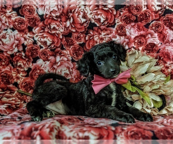 Medium Photo #4 Bichpoo-Poodle (Miniature) Mix Puppy For Sale in NOTTINGHAM, PA, USA