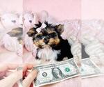 Small #5 Yorkshire Terrier