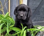 Small Photo #1 Labrador Retriever Puppy For Sale in STEVENS, PA, USA