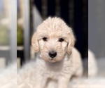 Small Photo #19 Labradoodle Puppy For Sale in TAHLEQUAH, OK, USA