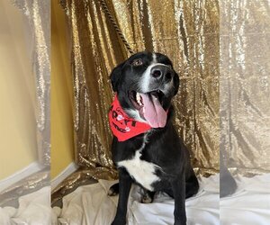 Border Collie-Unknown Mix Dogs for adoption in Kansas City, MO, USA