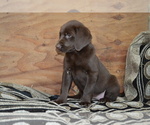 Small #3 Labrador Retriever