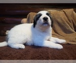 Small Photo #1041 Anatolian Shepherd-Maremma Sheepdog Mix Puppy For Sale in LECANTO, FL, USA