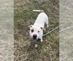 Small #2 Staffordshire Bull Terrier Mix
