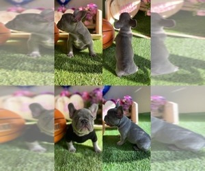 French Bulldog Puppy for sale in JAX, FL, USA