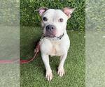 PETUNIA - Female American Pit Bull Terrier Dog for Adoption - Small photo