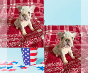 French Bulldog Puppy for sale in FAYETTEVILLE, NC, USA