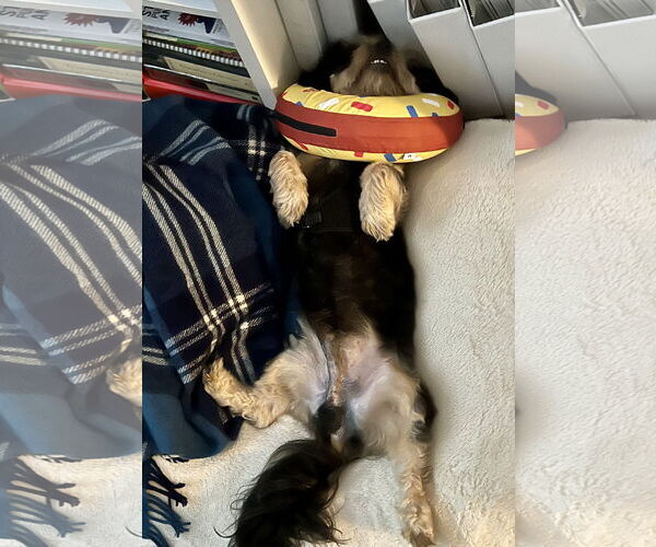 Medium Photo #5 Cavapoo (Miniature) Puppy For Sale in Staten Island, NY, USA