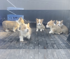 Pembroke Welsh Corgi Puppy for sale in CONWAY, MO, USA