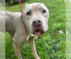 Priscilla (GA) a/k/a Prissy - Female Mutt Dog for Adoption - Photo #27