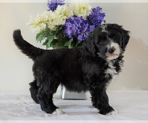 Bernedoodle Puppy for sale in FREDERICKSBG, OH, USA