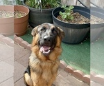 Small Photo #10 German Shepherd Dog Puppy For Sale in HESPERIA, CA, USA
