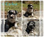 Puppy Carlos Texas Heeler
