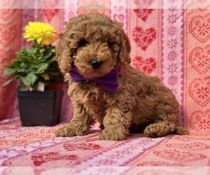 Cavapoo Puppy for sale in LANCASTER, PA, USA