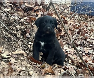 Belgian Malinois-Poodle (Standard) Mix Puppy for sale in JONES, OK, USA