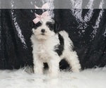 Small #4 YorkiePoo