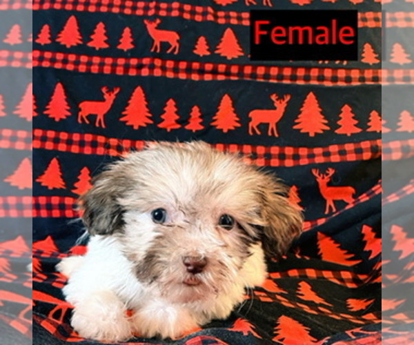 Medium Photo #2 Havanese Puppy For Sale in AMSTERDAM, MO, USA