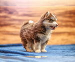 Small Photo #2 Pomsky Puppy For Sale in TAMPICO, IL, USA