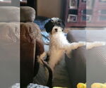 Small #4 Japanese Chin Mix