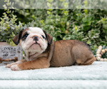 Puppy Ricky English Bulldog