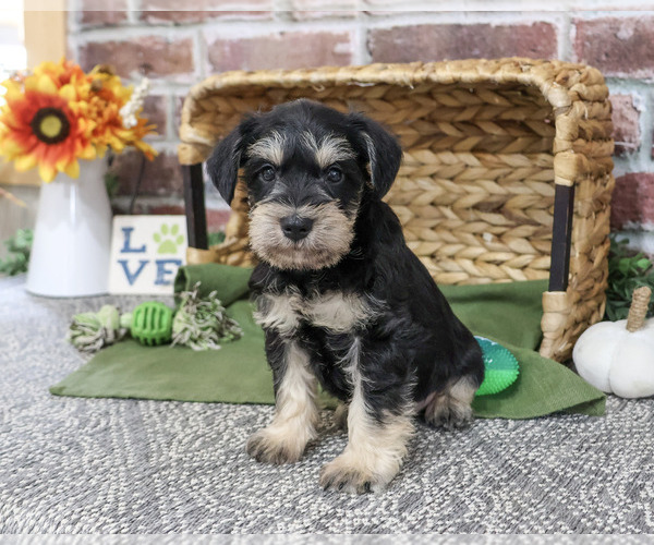 Medium Photo #5 Schnauzer (Miniature) Puppy For Sale in SYRACUSE, IN, USA