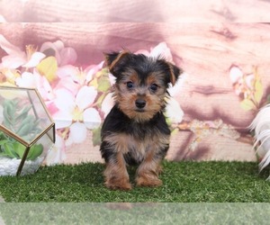 Yorkshire Terrier Puppy for sale in MARIETTA, GA, USA