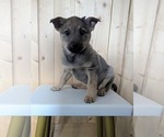 Small #1 Norwegian Elkhound