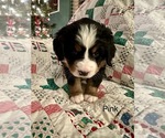 Puppy Pink Bernese Mountain Dog