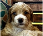 Puppy Allegra Goldendoodle