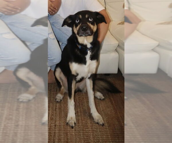 Medium Photo #3 Gerberian Shepsky Puppy For Sale in Miami, FL, USA