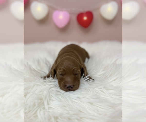 Medium Photo #1 Goldendoodle Puppy For Sale in PEEBLES, OH, USA