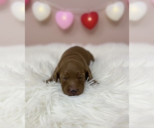 Goldendoodle Puppy for sale in PEEBLES, OH, USA