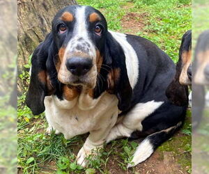 Basset Hound Dogs for adoption in Deepwater, NJ, USA
