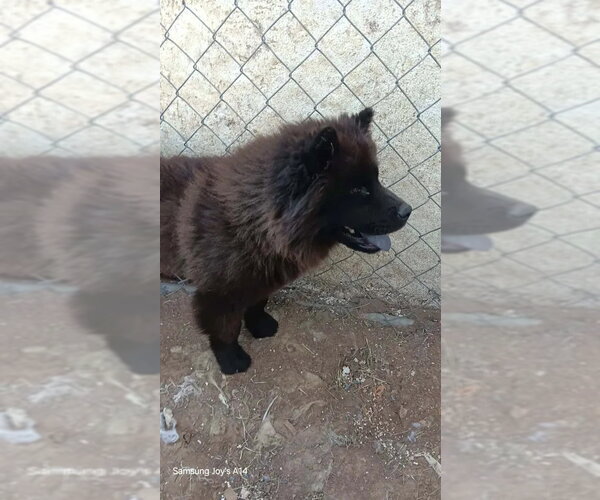 Medium Photo #2 Chow Chow-Unknown Mix Puppy For Sale in Grafton, WI, USA
