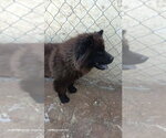 Small #1 Chow Chow Mix