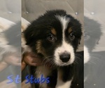 Puppy Stubs Border-Aussie
