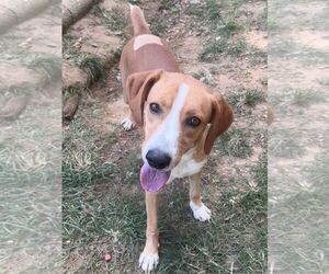 261392  Coosa - Male Mountain Cur-Unknown Mix Dog for Adoption - Photo #2