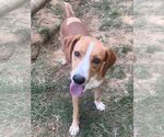 Small Photo #2 Mountain Cur-Unknown Mix Puppy For Sale in Wetumpka, AL, USA