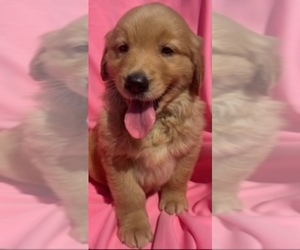 Golden Retriever Puppy for sale in SANTA ANA, CA, USA