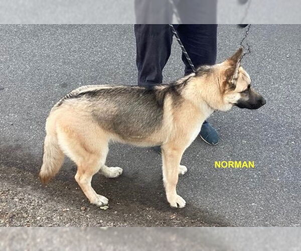 Medium Photo #8 Huskies -Unknown Mix Puppy For Sale in Woodland Hills, CA, USA