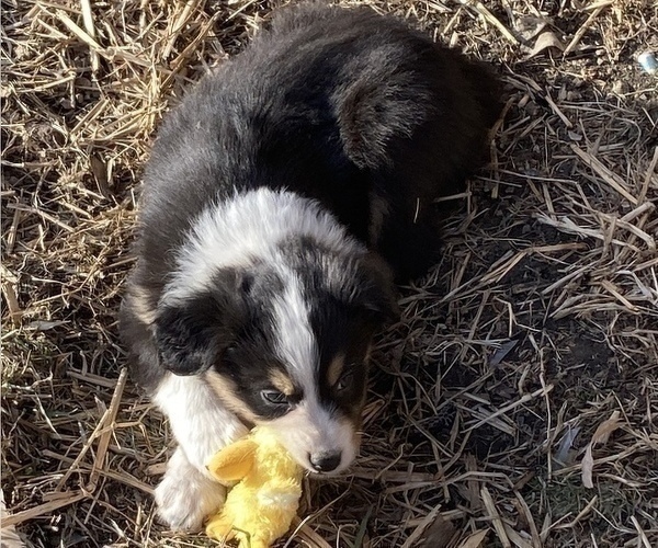 Medium Photo #4 Australian Shepherd Puppy For Sale in MARATHON, IA, USA