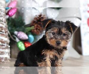Yorkshire Terrier Puppy for sale in MOUNT VERNON, OH, USA
